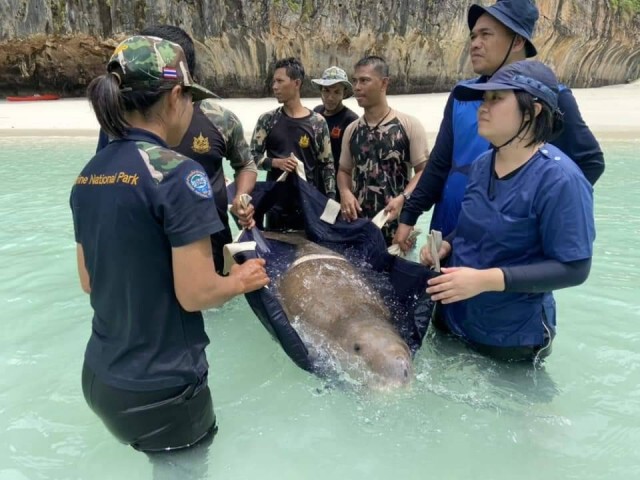 เศร้าอีก...พบพะยูนเกยตื้น ถูกใบพัดเรือเต็มกลางหลัง