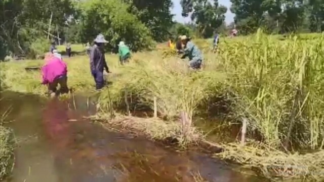 ชาวนาศรีสะเกษเร่งเกี่ยวข้าวหนีพายุโมลาเบ