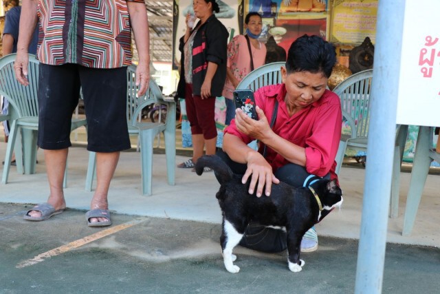 ชาวบ้าน แห่ส่องเลขเด็ด "เจ้าโทน" แมวแม่ตะเคียน ใบ้หวยโด่งดัง