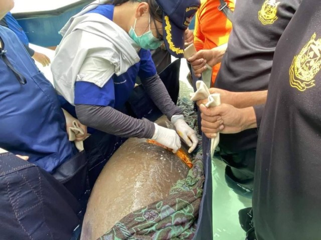 เศร้าอีก...พบพะยูนเกยตื้น ถูกใบพัดเรือเต็มกลางหลัง