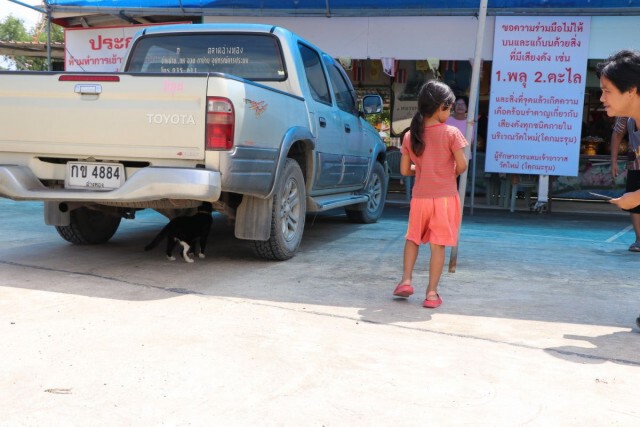 ชาวบ้าน แห่ส่องเลขเด็ด "เจ้าโทน" แมวแม่ตะเคียน ใบ้หวยโด่งดัง
