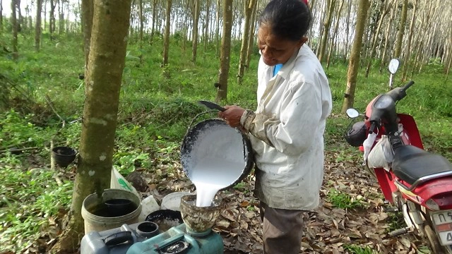 ชาวสวนยางดีใจราคายางพุ่งสูงขึ้น