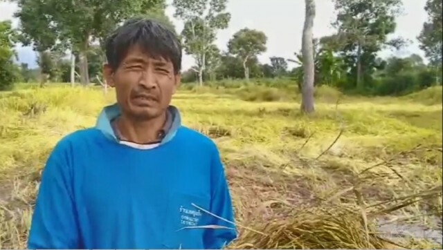 ชาวนาศรีสะเกษเร่งเกี่ยวข้าวหนีพายุโมลาเบ