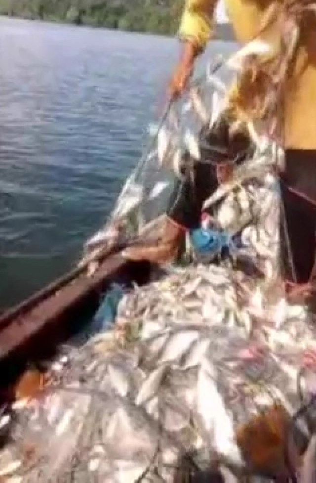 วางอวนครั้งเดียวได้ปลาเกือบ 100 กก.