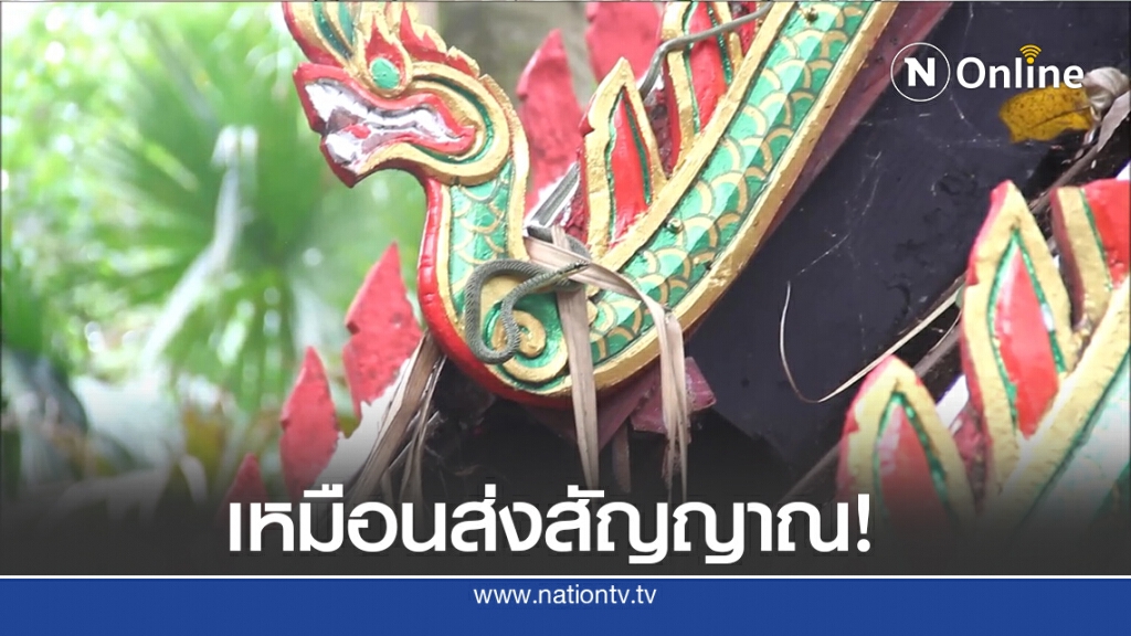 คอหวยฮือฮา!! "งูเขียวพระอินทร์" เกี้ยวจั่วพญานาคศาลปู่ศรีสุทโธ แห่ตีเลขเด็ด 1 พ.ย.นี้