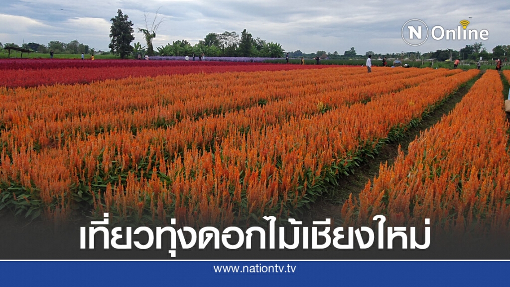 เทรนด์เที่ยวทุ่งดอกไม้มาแรง