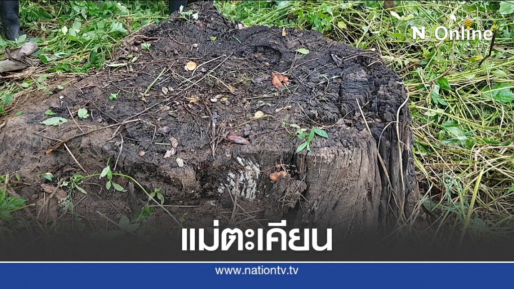 อาถรรพ์! "แม่ตะเคียน"เข้าฝัน-ขอนำตอไปไว้วัด