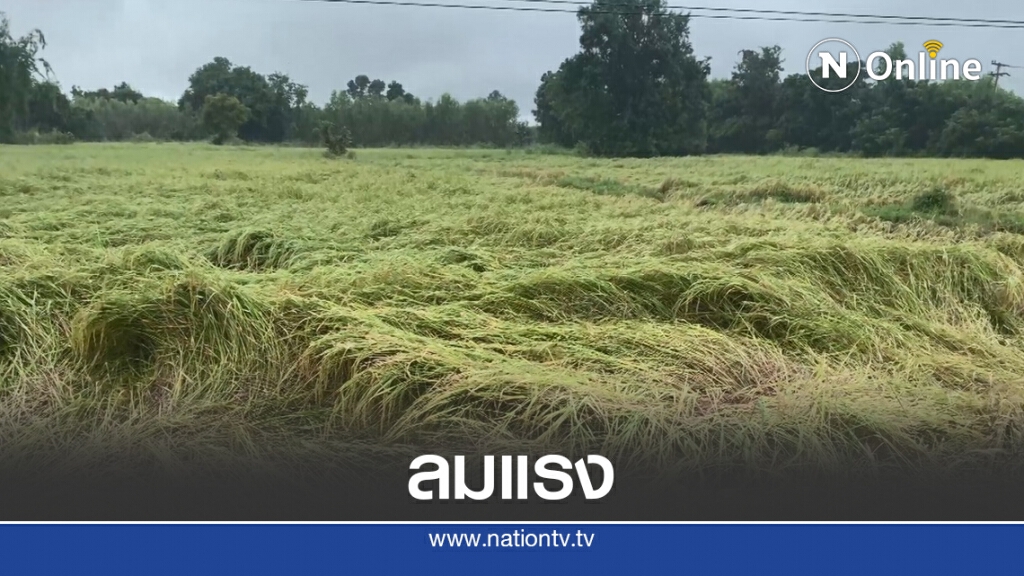 "โมลาเบ" ทำต้นข้าวล้มแช่น้ำเสียหาย "โมลาเบ" ทำต้นข้าวล้มแช่น้ำเสียหาย