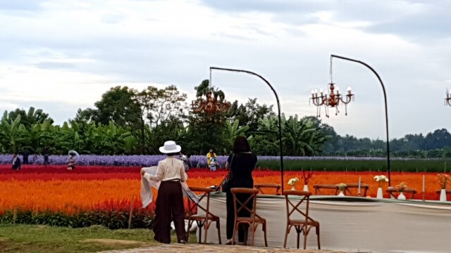 เทรนด์เที่ยวทุ่งดอกไม้มาแรง