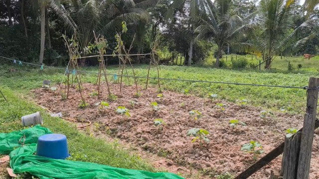 สุดทึ่ง!!คุณทวด103ปียังแข็งแรงปลูกผักกินเอง