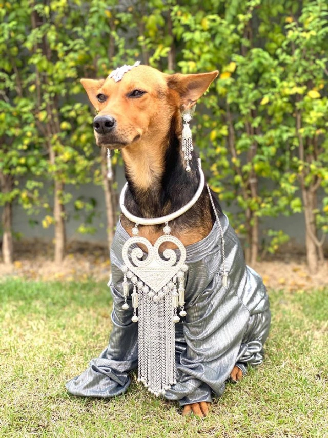 "น้องหมูทะ" เจอเจ้าของเก่า วอนคนอ้างเป็นเจ้าของ ให้หยุดทวงคืนหมูทะ