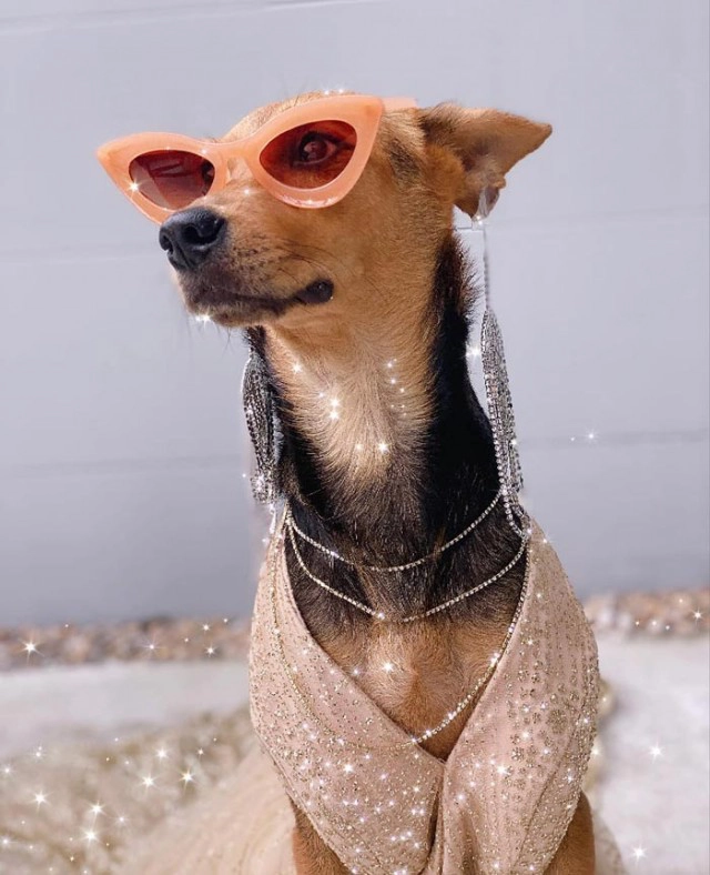 "น้องหมูทะ" เจอเจ้าของเก่า วอนคนอ้างเป็นเจ้าของ ให้หยุดทวงคืนหมูทะ