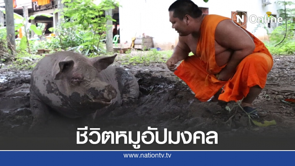 ส่องความน่ารัก"ศุภโชค"หมูอัปมงคลสู่ขวัญใจชาวบ้าน