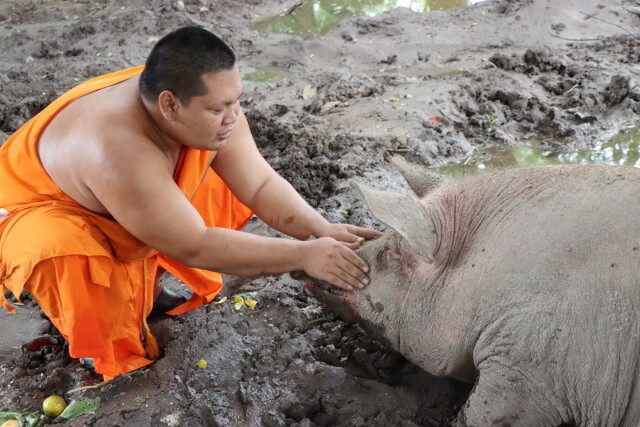 ส่องความน่ารัก"ศุภโชค"หมูอัปมงคลสู่ขวัญใจชาวบ้าน