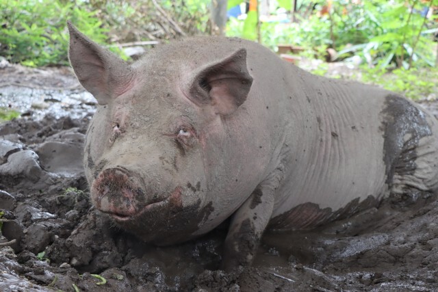 ส่องความน่ารัก"ศุภโชค"หมูอัปมงคลสู่ขวัญใจชาวบ้าน