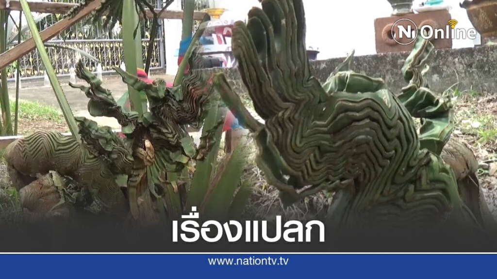 ชาวบ้านแห่ขอเลขเด็ด "ต้นลาน " ออกใบคล้ายนาคปรก