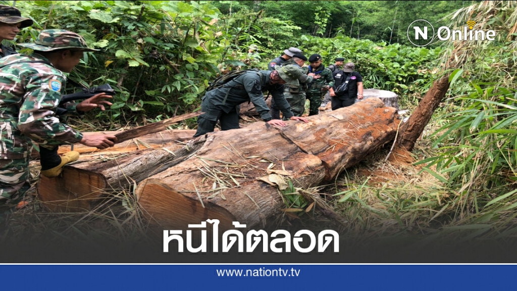 ยึดได้แต่ของกลางคนตัดไม้หนีได้ตลอด