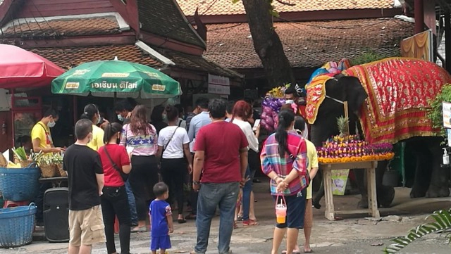 อยุธยาคึกคัก วังช้างอยุธยาแลเพนียด จัดทำกระทงยักษ์ ให้นักท่องเที่ยวถ่ายรูปกับช้างวันลอยกระทง