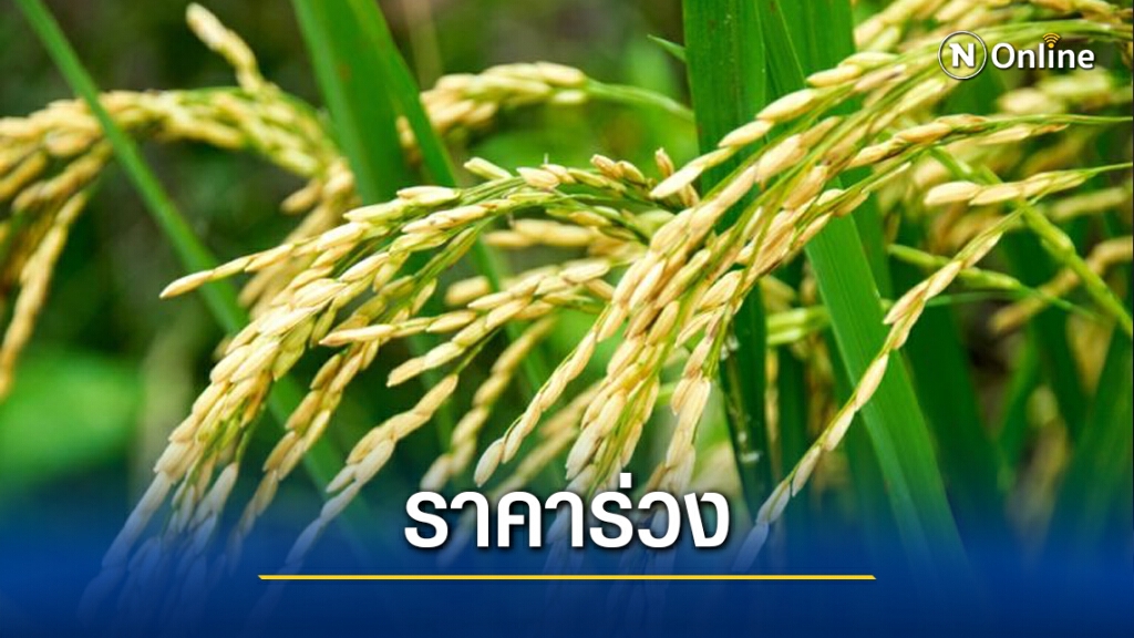 โควิดทุบตลาดข้าวหอมมะลิราคาดิ่ง 40%