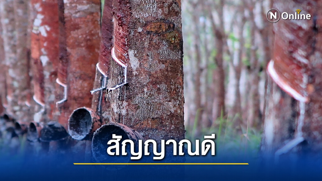 ธ.ก.ส. ฟันธง ยางแผ่นดิบ มันสำปะหลัง ปาล์ม  ราคาดีดขึ้น