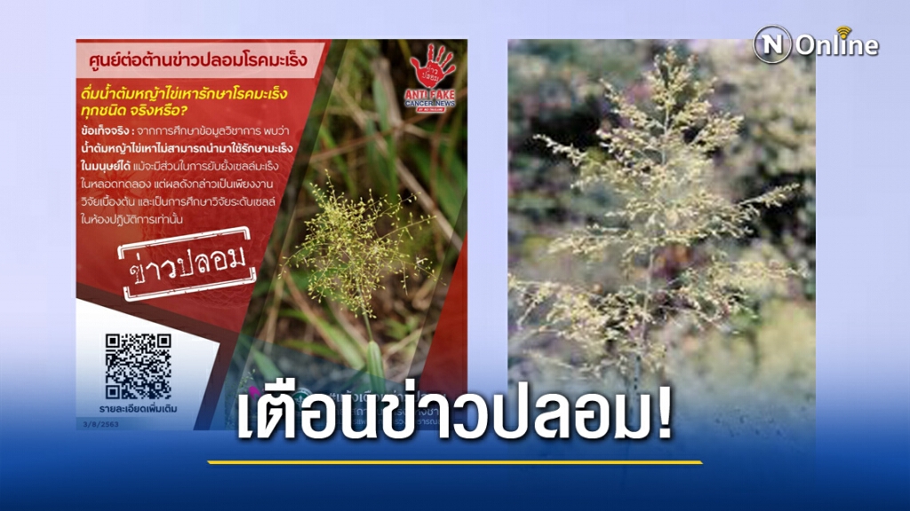 เตือนข่าวปลอม! "น้ำต้มหญ้าไข่เหารักษาโรคมะเร็งทุกชนิด"