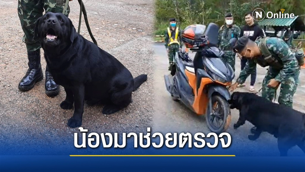 ส่งสุนัข 23 ตัว ตรวจต่างด้าว-ยาเสพติด ตามแนวชายแดน