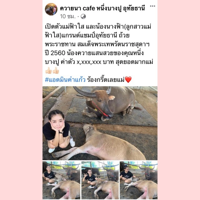 "หนึ่ง บางปู"ทุ่มทุนเลี้ยงฝูงควาย นับ 100 ล้าน