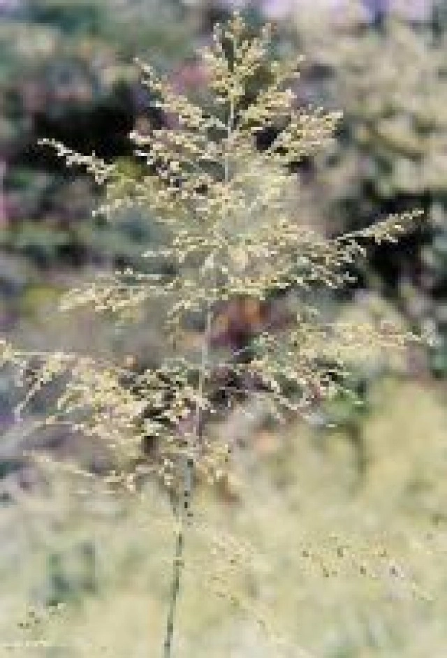 เตือนข่าวปลอม! "น้ำต้มหญ้าไข่เหารักษาโรคมะเร็งทุกชนิด"