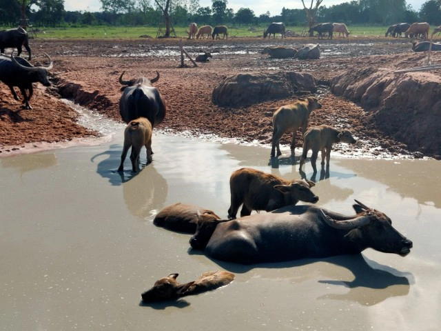 "หนึ่ง บางปู"ทุ่มทุนเลี้ยงฝูงควาย นับ 100 ล้าน