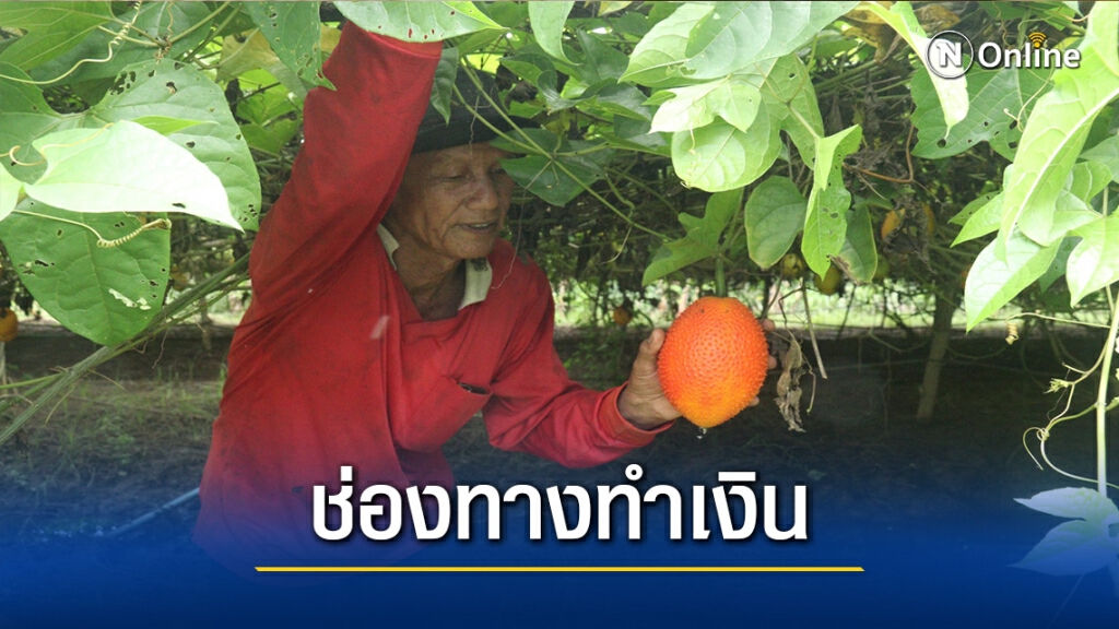 ช่องทางทำเงินปลูก"ฟักข้าว"ขายทำเครื่องสำอาง