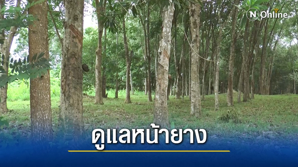 แนะชาวสวนกรีดยางวันเว้นวัน