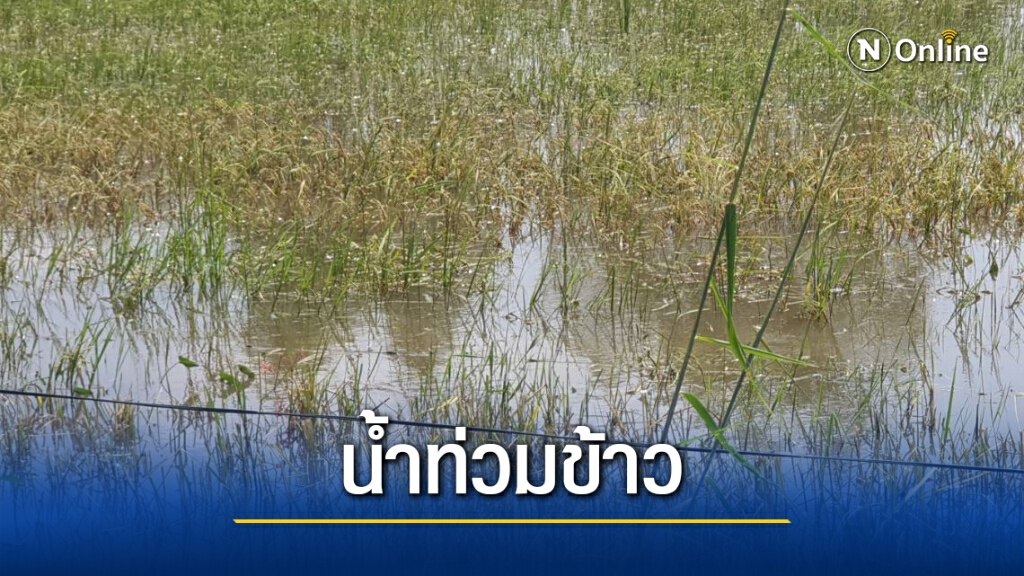 ร้องชลประทานชดใช้ปล่อยน้ำท่วมนา2.5พันไร่ ร้องชลประทานชดใช้ปล่อยน้ำท่วมนา2.5พันไร่