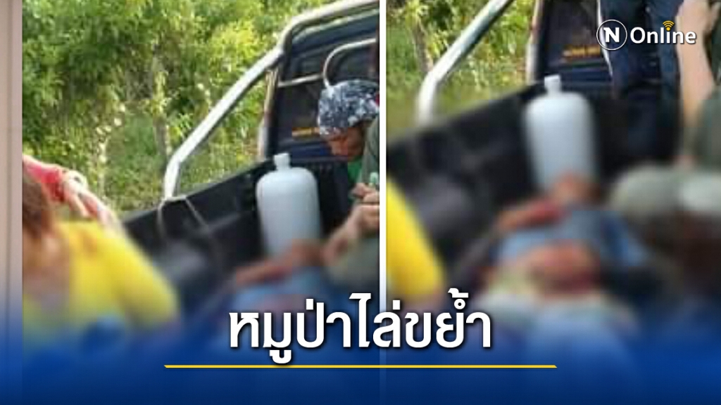 หมูป่าทับลานยกฝูงกัดชาวบ้าน