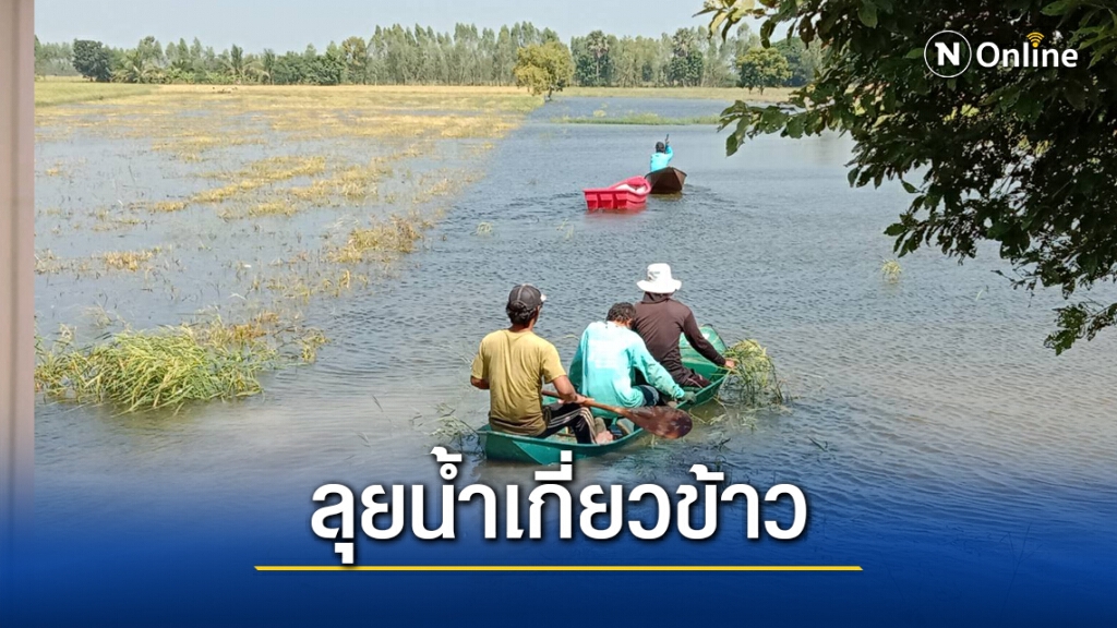 ทุกข์ซ้ำ น้ำท่วมนา ข้าวเปลือกเน่าขายไม่ได้ ทุกข์ซ้ำ น้ำท่วมนา ข้าวเปลือกเน่าขายไม่ได้