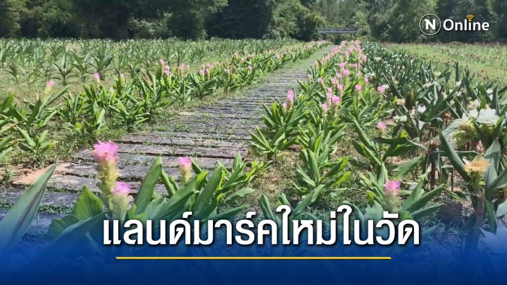 เดินชมดอกไม้เที่ยวสะพานแขวนวัดป่าแห่งใหม่