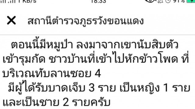 หมูป่าทับลานยกฝูงกัดชาวบ้าน