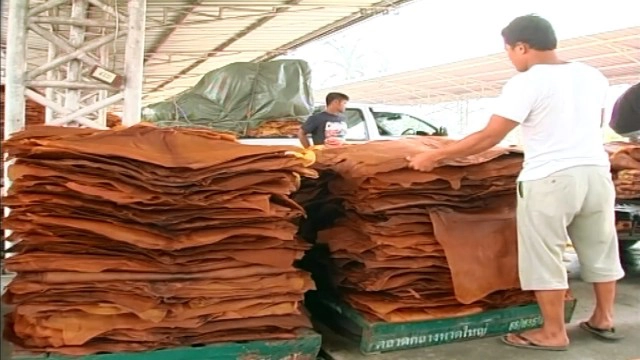 แนะชาวสวนกรีดยางวันเว้นวัน