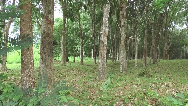 แนะชาวสวนกรีดยางวันเว้นวัน