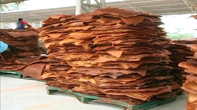 แนะชาวสวนกรีดยางวันเว้นวัน