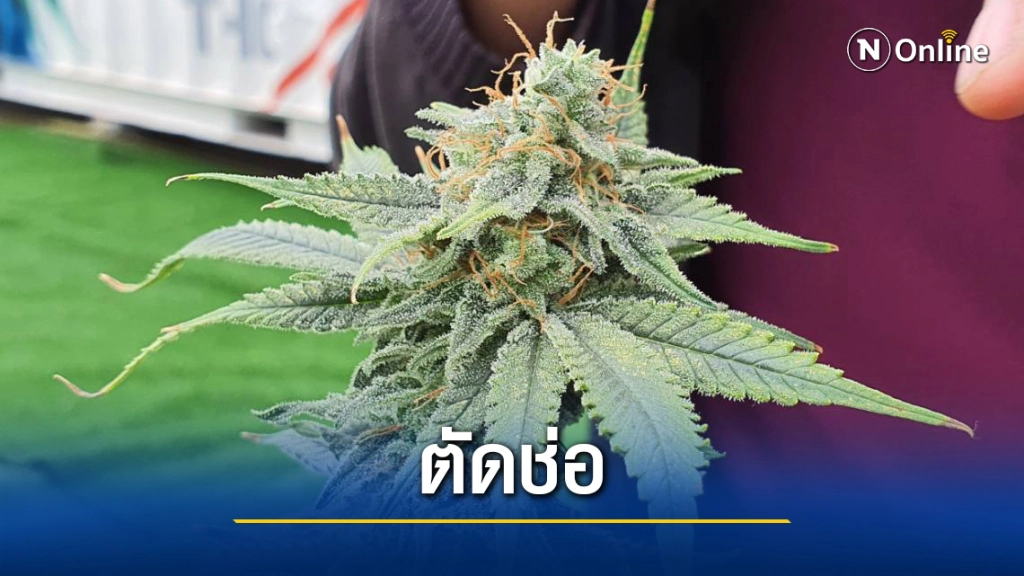 มข.ตัดช่อดอกแรกกัญชาพร้อมส่งวิจัยทางการแพทย์ผลิตยารักษาโรค