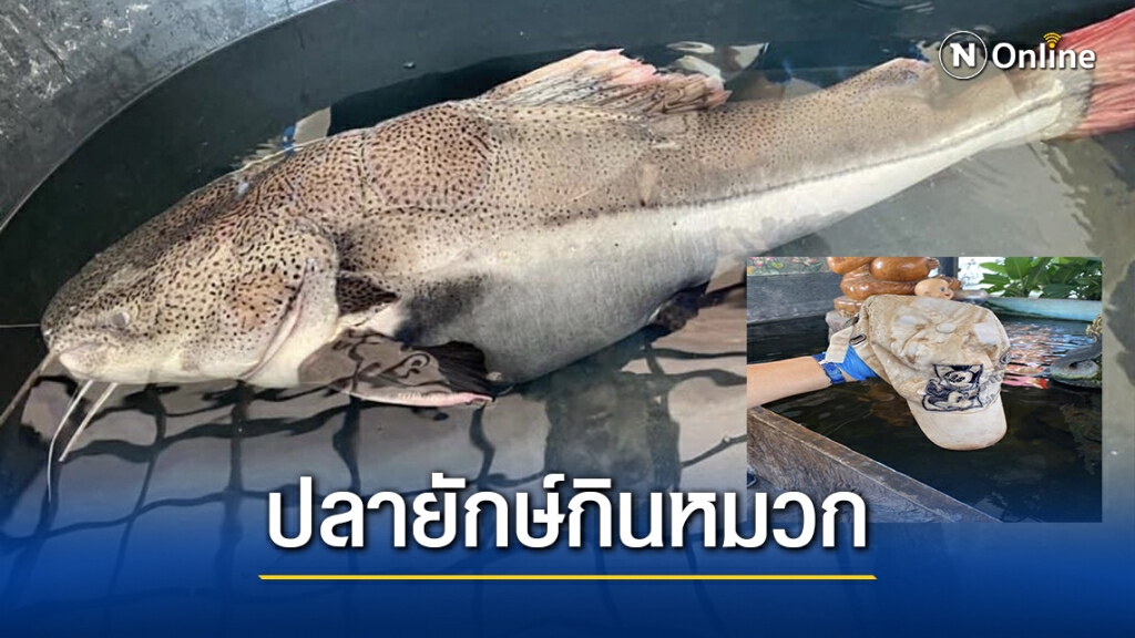 ปลายักษ์กินหมวกหมอช่วยเอาออกจากท้องปลอดภัย