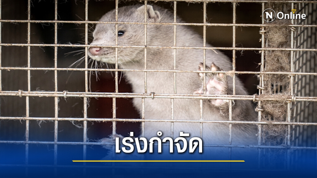 "เดนมาร์ก" สั่งกำจัด มิงค์ 17 ล้านตัว สกัดแพร่ "โควิด"