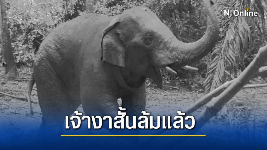 ช้างป่า"เจ้างาสั้น"ตายแล้ว หลังแช่น้ำจนแผลติดเชื้อ ช้างป่า"เจ้างาสั้น"ตายแล้ว หลังแช่น้ำจนแผลติดเชื้อ