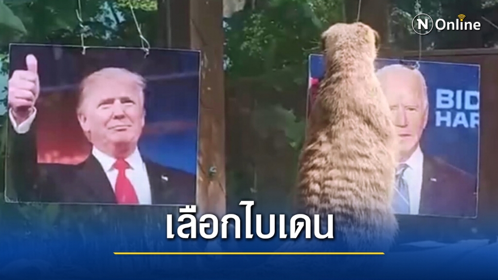 สวนสัตว์สงขลา จัดกิจกรรม"เมียร์แคท"เลือกตั้งประธานาธิบดีสหรัฐฯ