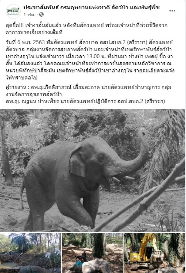 ช้างป่า"เจ้างาสั้น"ตายแล้ว หลังแช่น้ำจนแผลติดเชื้อ