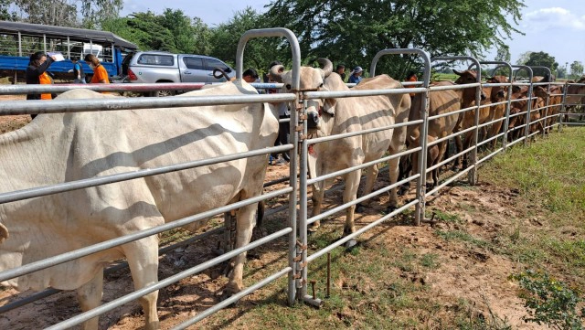 ประกาศเขตโรคระบาดสัตว์ควบคุมโรคปากเท้าเปื่อย
