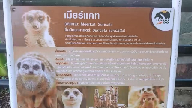 สวนสัตว์สงขลา จัดกิจกรรม"เมียร์แคท"เลือกตั้งประธานาธิบดีสหรัฐฯ
