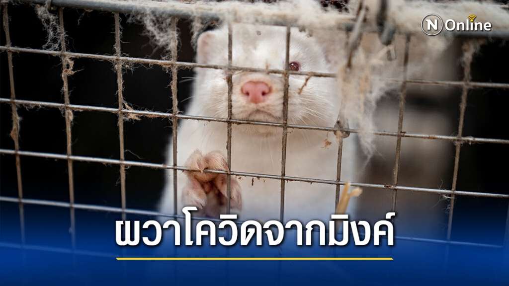 อังกฤษห้ามคนจากเดนมาร์กเข้า-ผวาโควิดจากมิงค์สู่คน