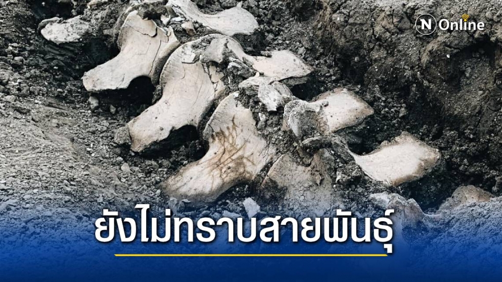 พบโครงกระดูกวาฬขนาดใหญ่  ที่สมุทรสาคร