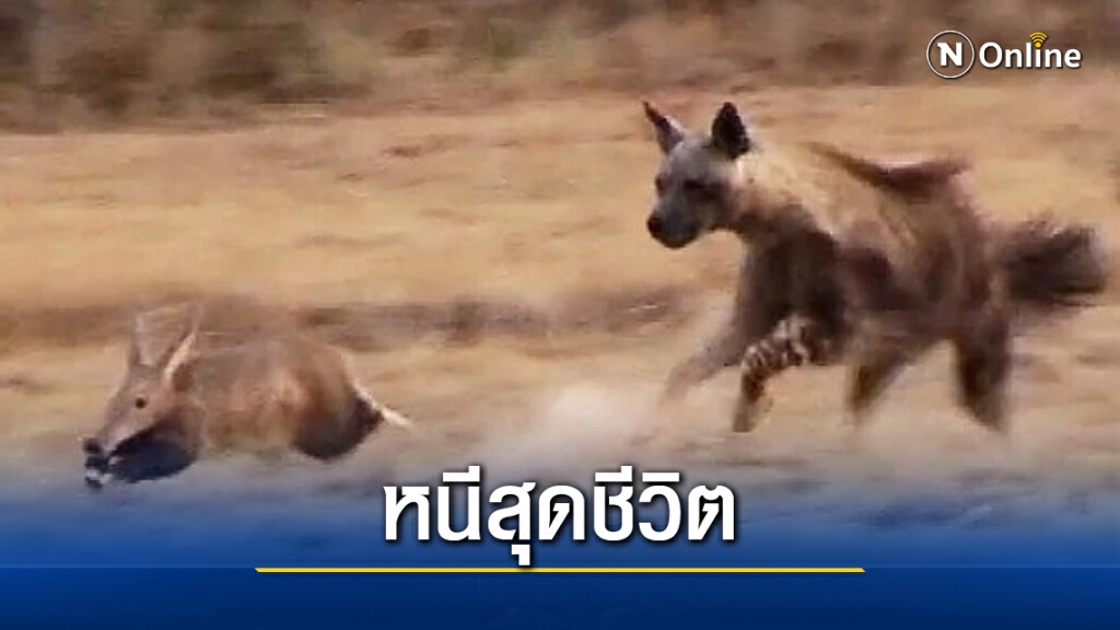 เมื่อตัวกินมดหนีไฮยีน่า (ชมคลิป) เมื่อตัวกินมดหนีไฮยีน่า (ชมคลิป)